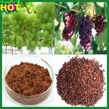 Grape Seed Extract